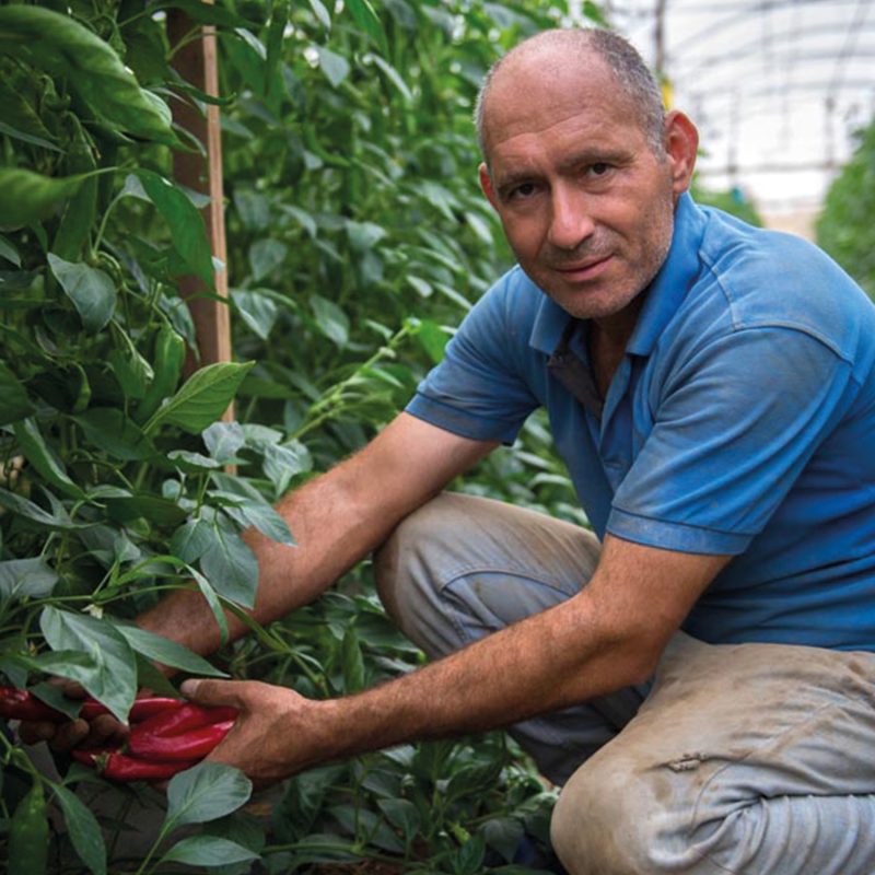 Palästina Produkte Palästina Produkte