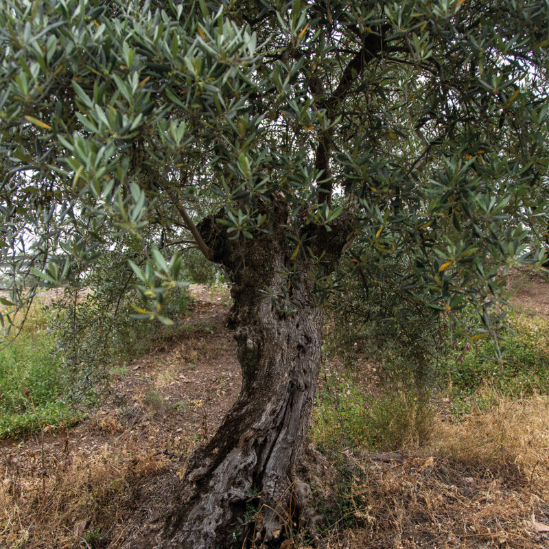 Black-Olive-Tree Black-Olive-Tree